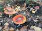Légyölő galóca (Amanita muscaria), Budai-hegység
